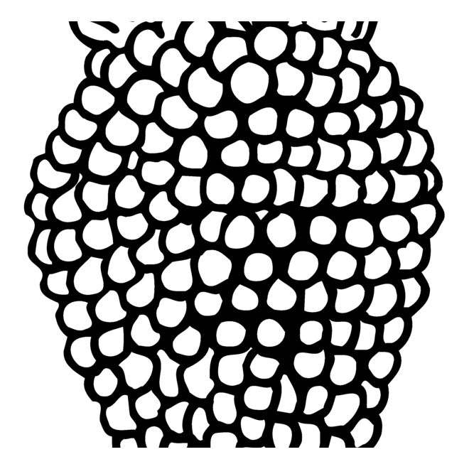 Fruit Thumbnail