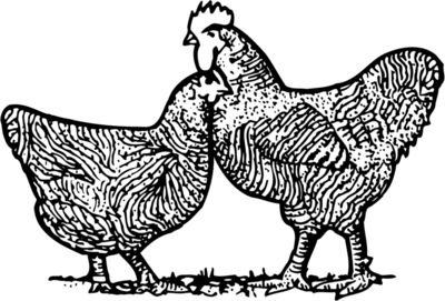 Birds