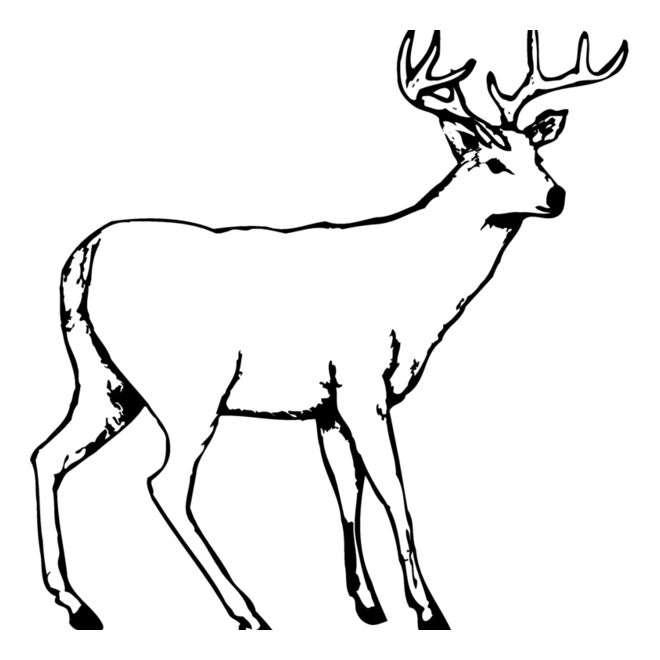 Deer Thumbnail