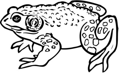 Amphibians