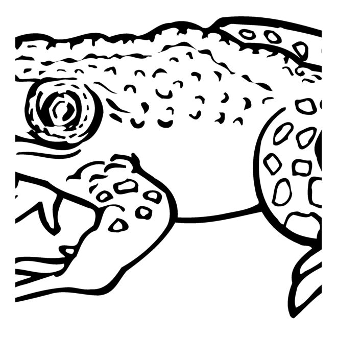 Amphibians Thumbnail
