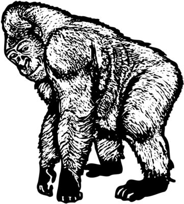 Primate