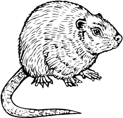 Mice