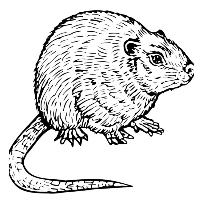 Mice Thumbnail