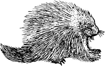 Porcupine