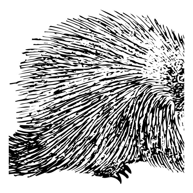 Porcupine Thumbnail