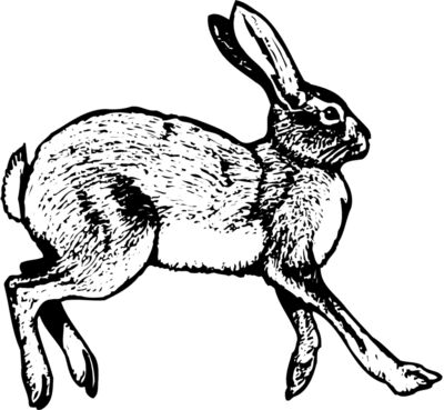Rabbit