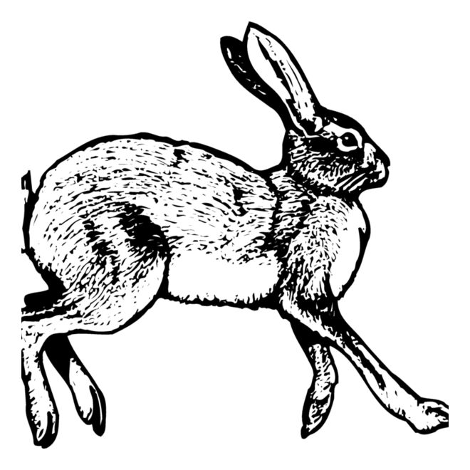 Rabbit Thumbnail