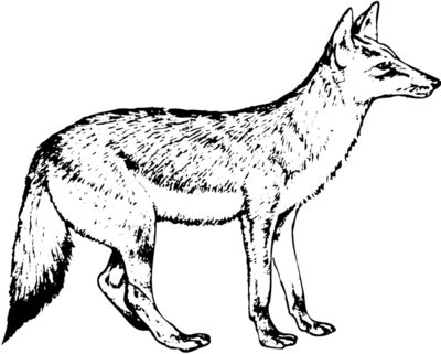 Wolves