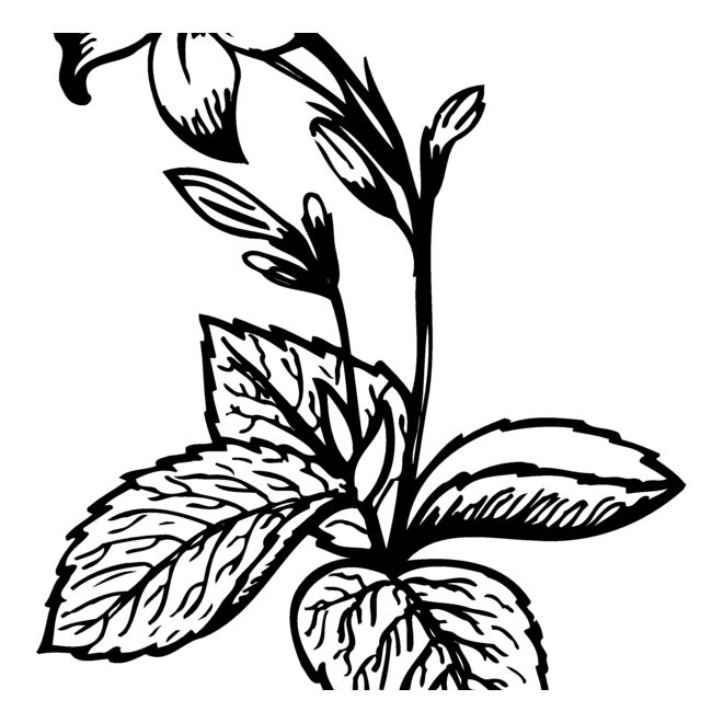 Flowers Thumbnail
